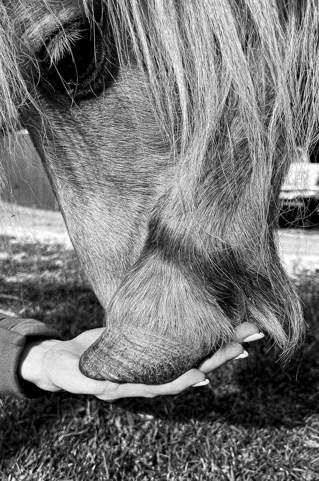 Manipulation sur cheval